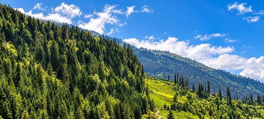 Pine forest on a Himalayan hillside