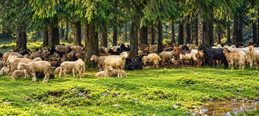Sheep and goats resting in a forest pasture