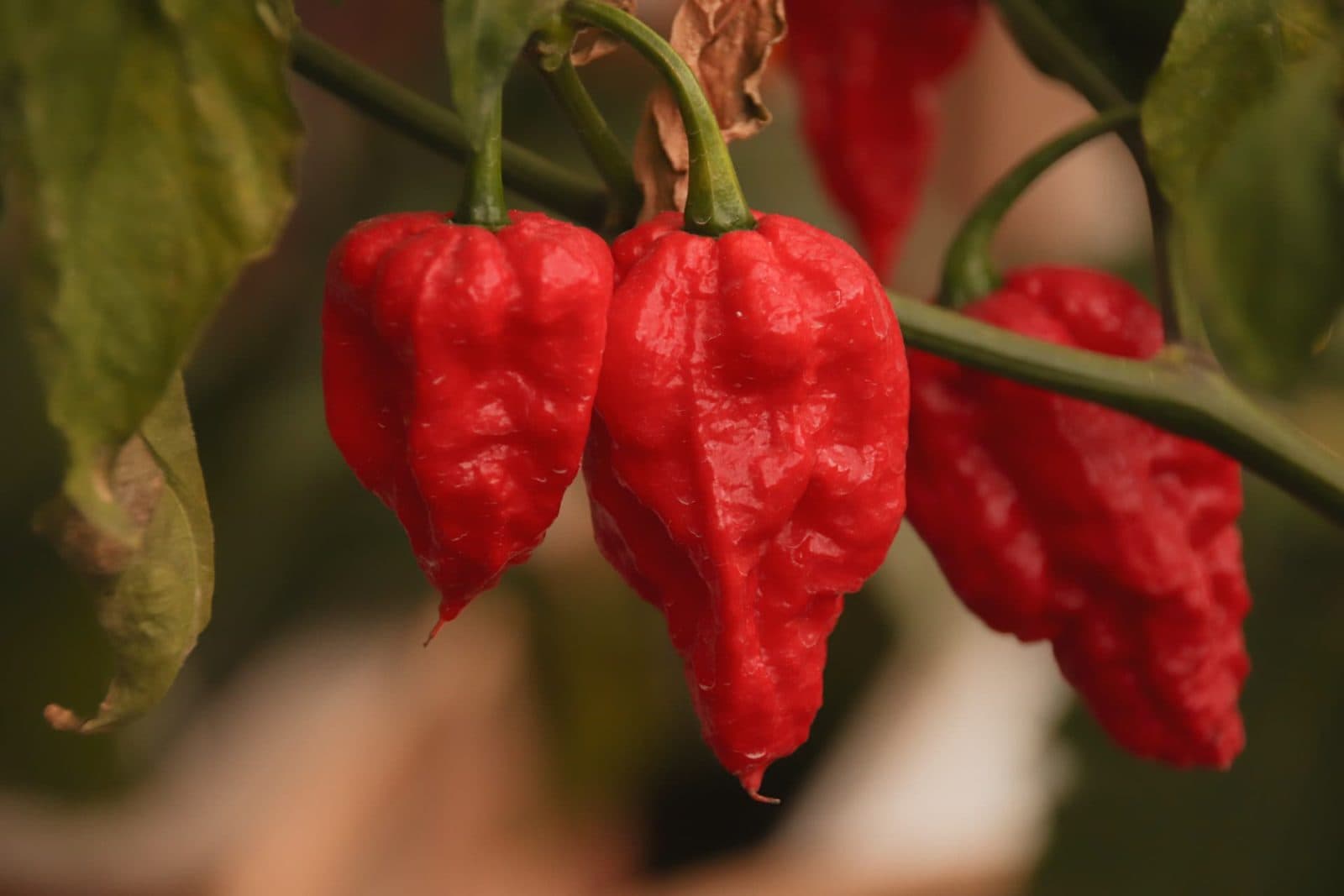 Bhut Jolokia
